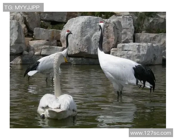 丹顶鹤足球:在绿茵场上展翅翱翔的优雅与激情之舞 丹顶鹤足球:在绿茵场上展翅翱翔的优雅与激情之舞